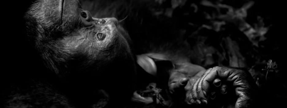 15 лучших фотографий дикой природы 2017 года