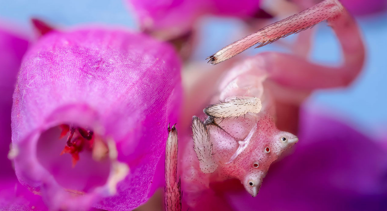 Самые удивительные макрофотографии пауков: страшный сон арахнофоба