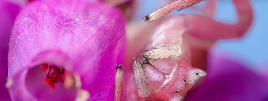Самые удивительные макрофотографии пауков: страшный сон арахнофоба