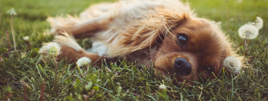 В США одобрен самый быстрый в мире тест на аллергию