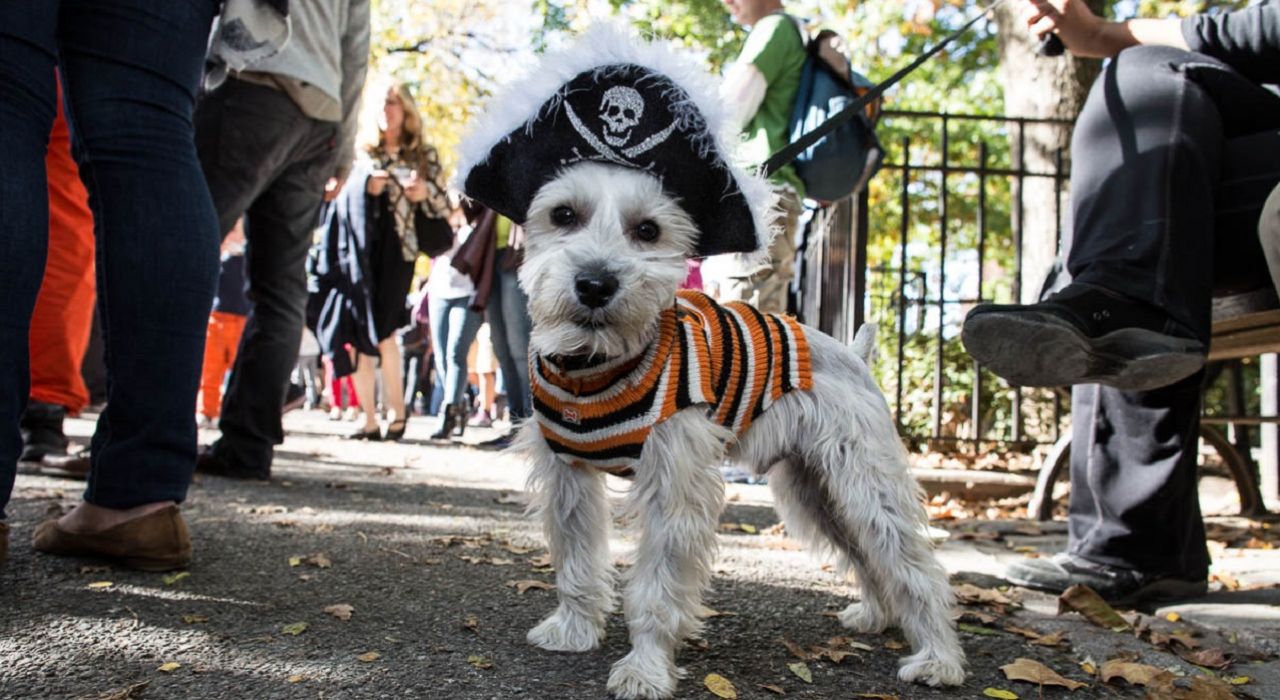 Лучшие фото с парада собак в Нью-Йорке в честь Хэллоуина