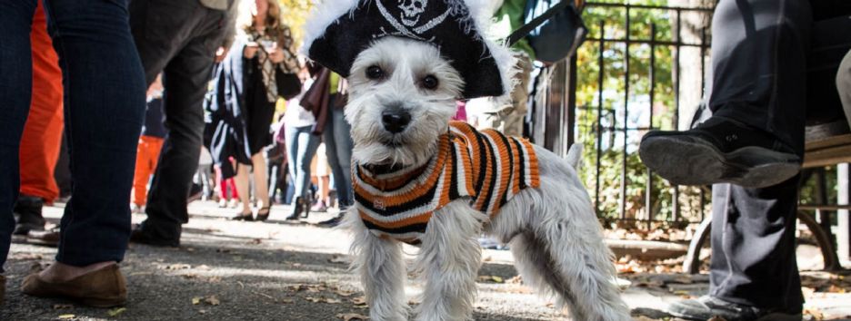 Лучшие фото с парада собак в Нью-Йорке в честь Хэллоуина