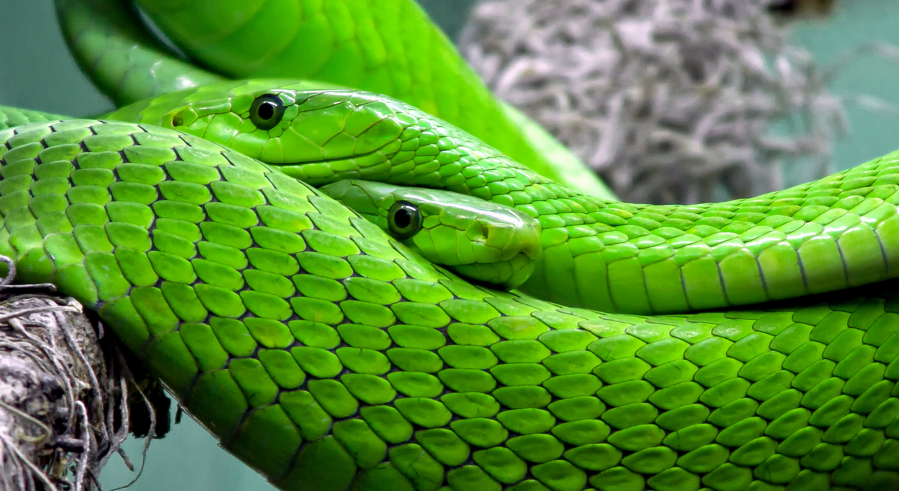 Почему змеи и пауки вызывают у нас страх и отвращение