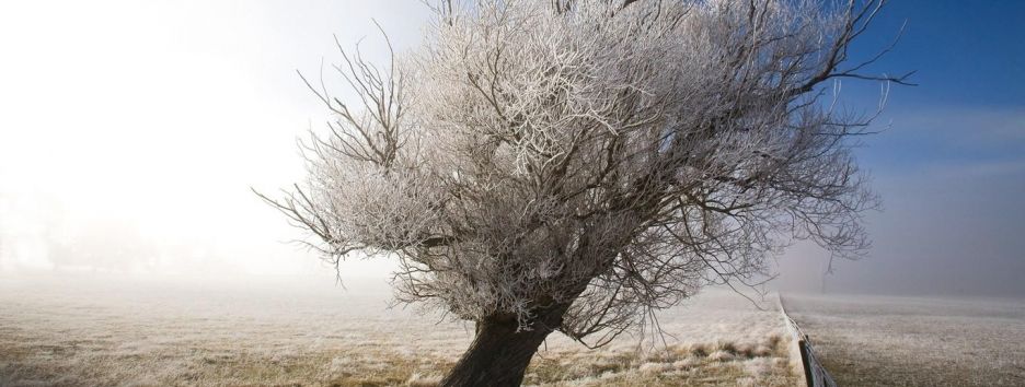 В Китае нашли останки потенциально древнейшего дерева на Земле