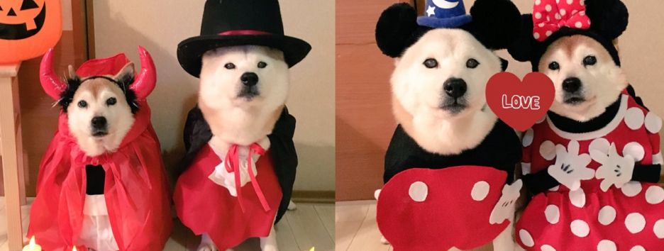 Самые популярные собаки-косплейеры в сети