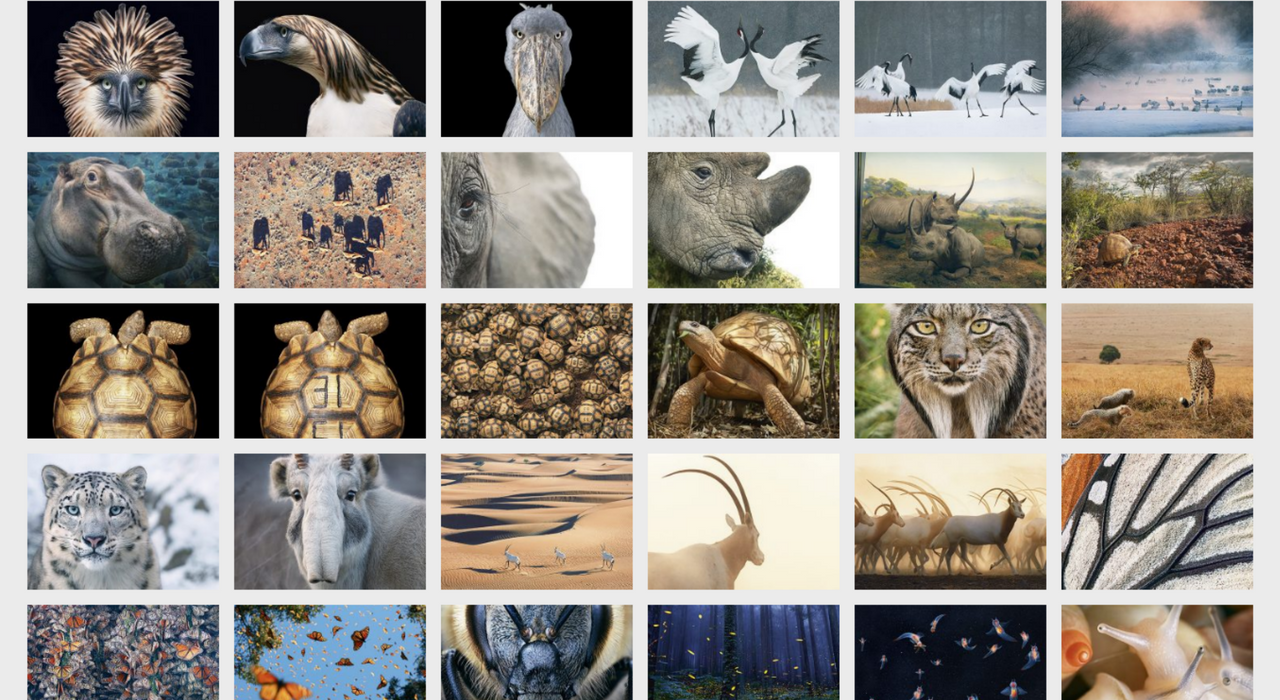 15 фотографий исчезающих животных