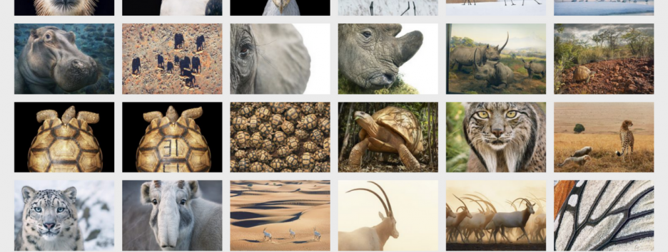 15 фотографий исчезающих животных