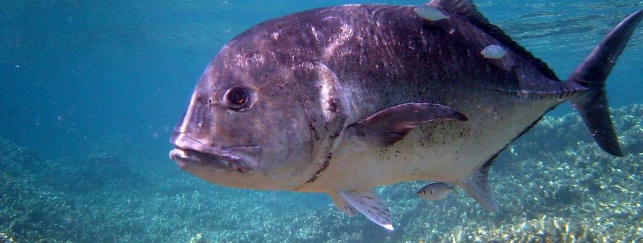 Сломать систему: BBC отсняло ролик о рыбе, питающейся птицами (видео)