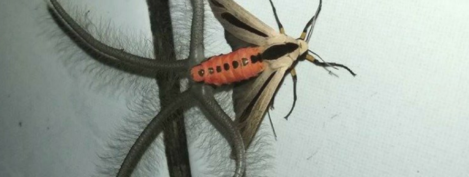 Индонезийский мотылек со щупальцами напугал пользователей Facebook