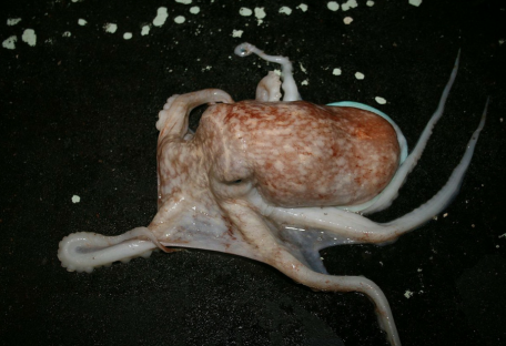 Почему в Уэльсе десятки осьминогов вышли из моря