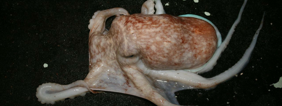 Почему в Уэльсе десятки осьминогов вышли из моря