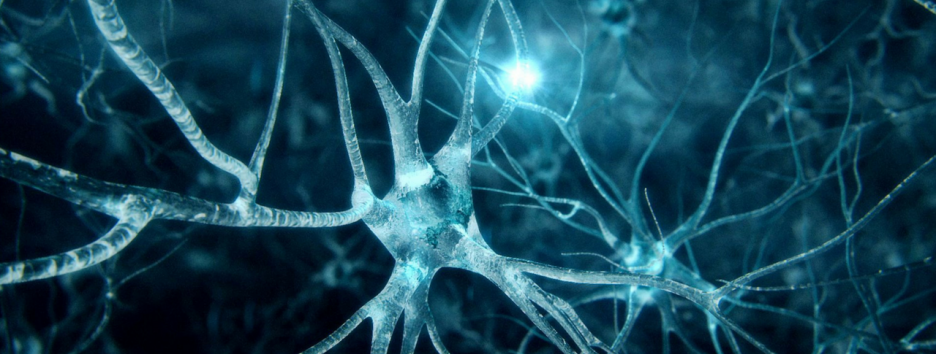 Болезнь Альцгеймера может зародиться вне мозга