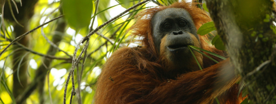 Обнаружен новый вид орангутанов, которые скоро могут исчезнуть