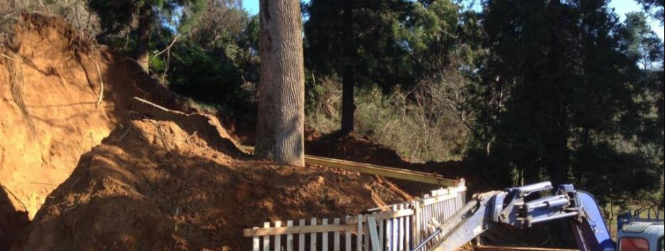 Экс-премьер Грузии Бидзина Иванишвили купил баобаб