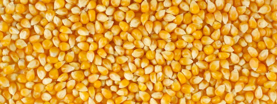 ГПЗКУ подозревают в растрате 20 млн госсредств при покупке кукурузы