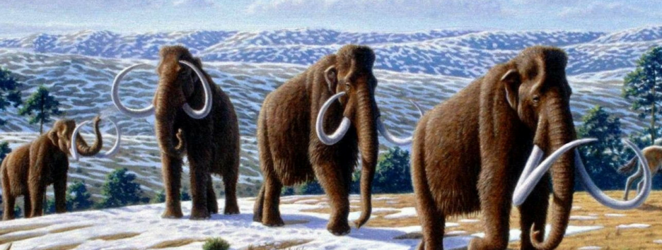 Самцы мамонтов чаще умирали по нелепым причинам