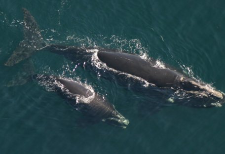 Северные гладкие киты могут исчезнуть в ближайшие 20 лет
