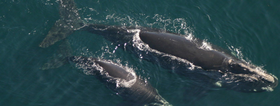 Северные гладкие киты могут исчезнуть в ближайшие 20 лет