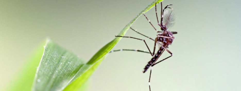 США использует «бактериальное оружие» против комаров