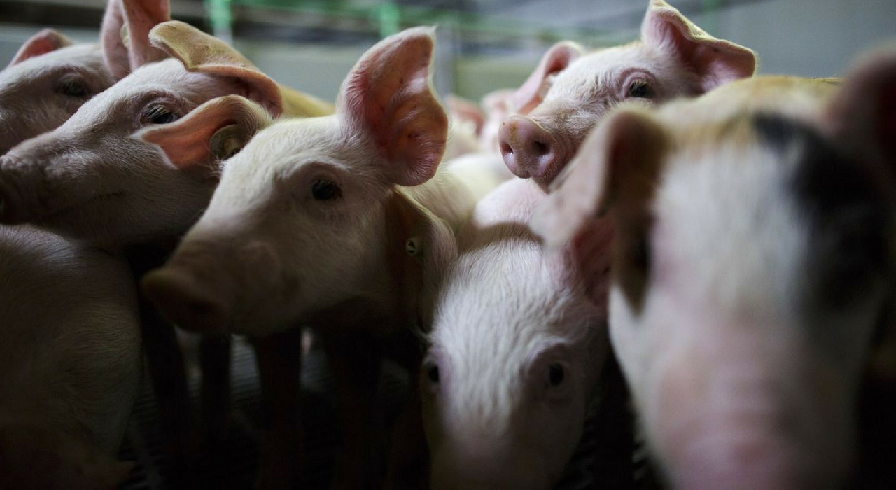 В США откроют центр пересадки сердца от свиньи человеку