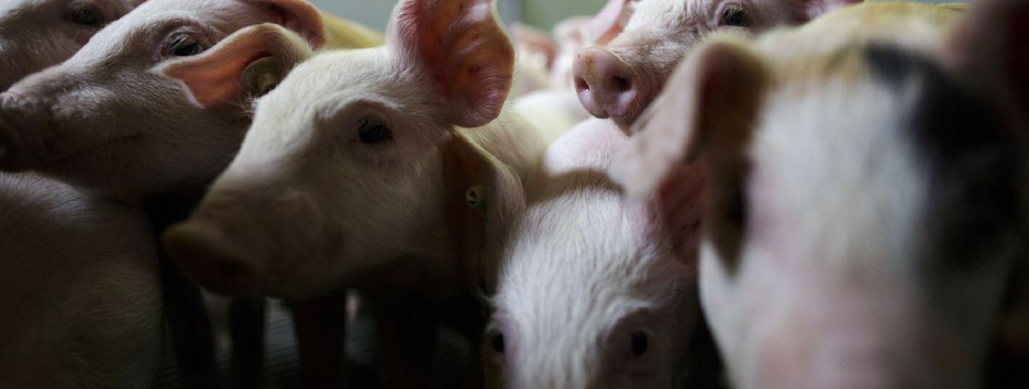 В США откроют центр пересадки сердца от свиньи человеку