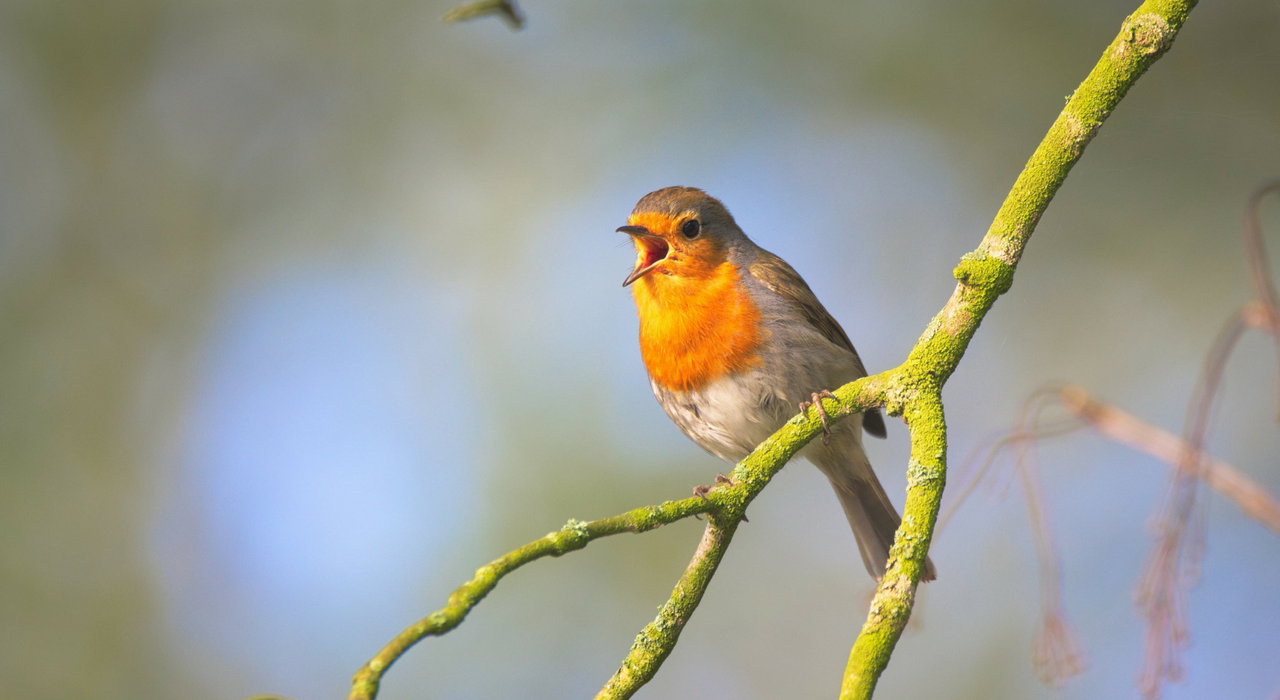 Популярные инсектициды оказались токсичными для певчих птиц