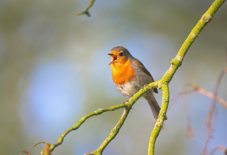 Популярные инсектициды оказались токсичными для певчих птиц