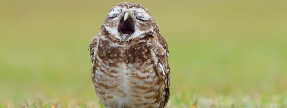 «Совы» и «жаворонки»: как жить в гармонии со своим хронотипом