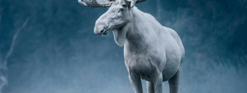 В Швеции чуть не убили редкого белого лося