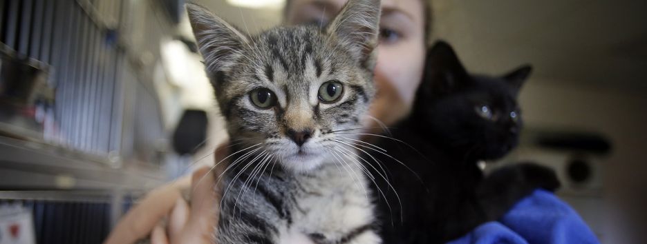 В Киеве ищут волонтеров, которые смогут гладить 70 котов