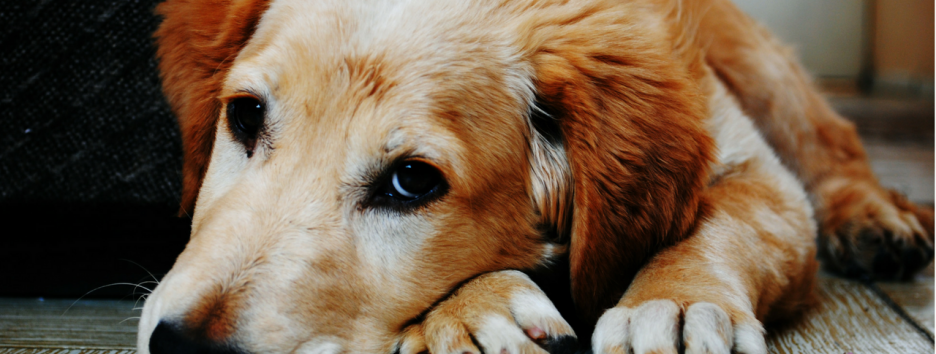 Ученые рассказали, как понравиться собаке