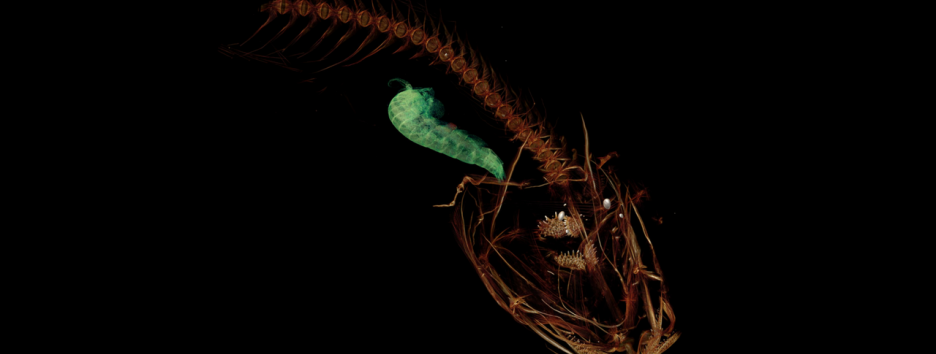 Что известно о марианском морском слизне — самой глубоководной рыбе в океане