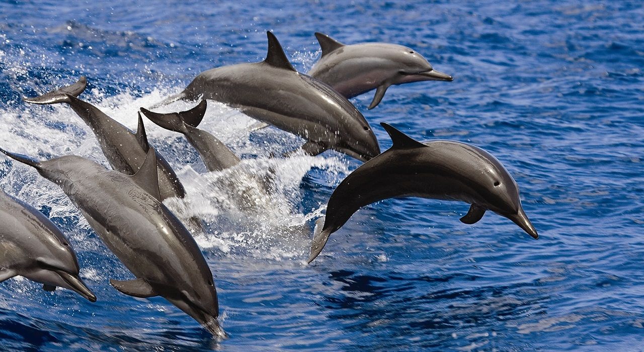 Дельфины используют ядовитых рыб, чтобы достичь эффекта транса