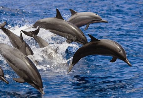 Дельфины используют ядовитых рыб, чтобы достичь эффекта транса
