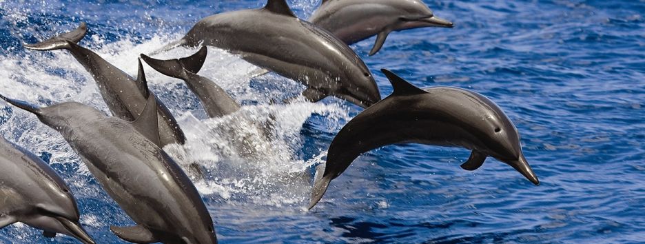 Дельфины используют ядовитых рыб, чтобы достичь эффекта транса