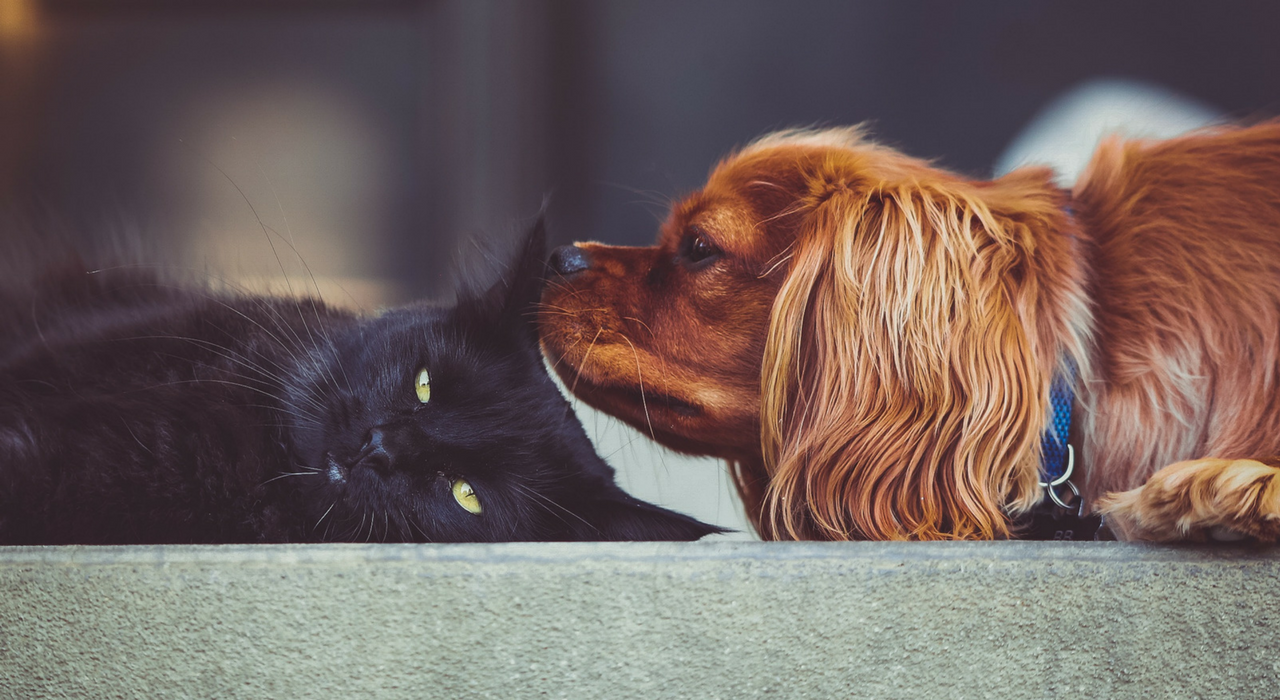 Новое исследование объясняет, почему собаки умнее кошек