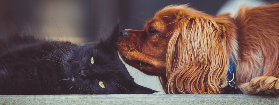 Новое исследование объясняет, почему собаки умнее кошек