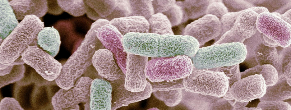 Антибиотики могут ухудшить работу иммунных клеток