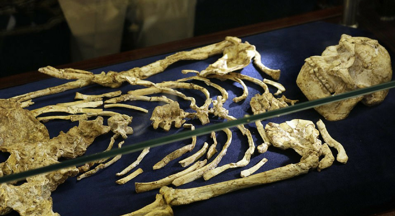 Завершилась реконструкция скелета австралопитека возрастом 3,6 млн лет. Она длилась 20 лет
