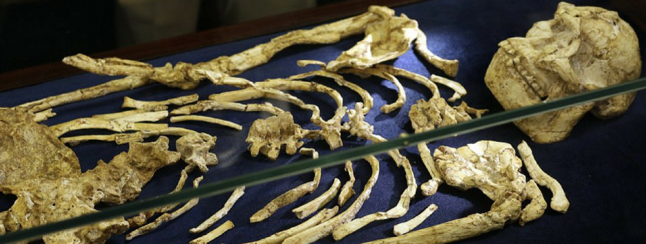 Завершилась реконструкция скелета австралопитека возрастом 3,6 млн лет. Она длилась 20 лет