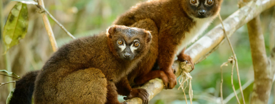 Ученые объяснили, почему людям полезно обниматься как лемуры