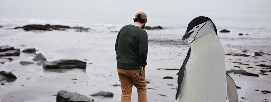 В Новой Зеландии нашли кости пингвина размером с человека