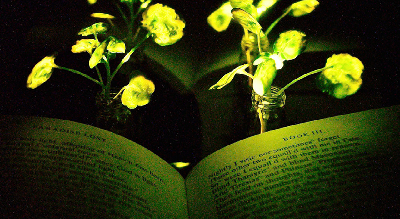 Ученые создали растения, которые светятся в темноте