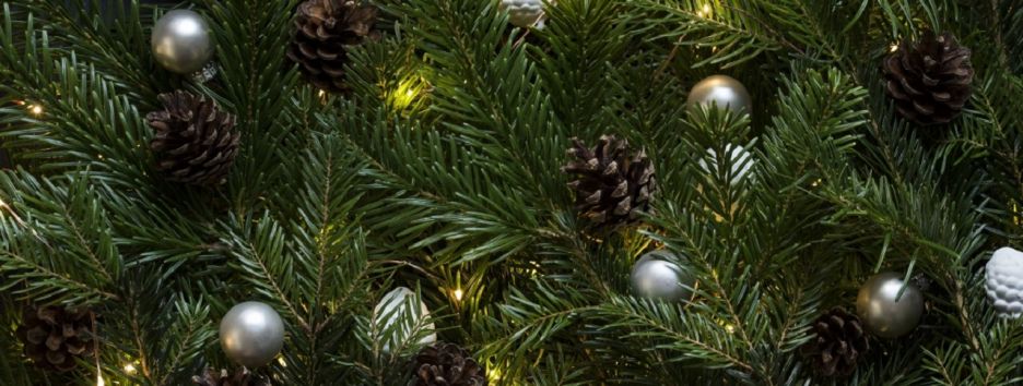 Как выбрать елку на Новый год