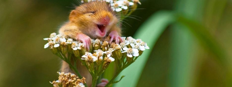 Названы победители конкурса самых смешных фотографий дикой природы