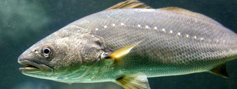 Звуки нерестящейся рыбы оглушают китов и дельфинов