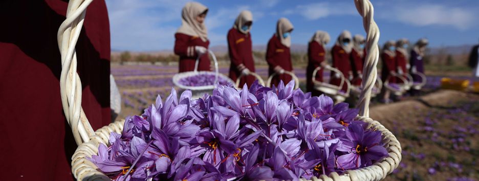 Шафран вместо наркотиков