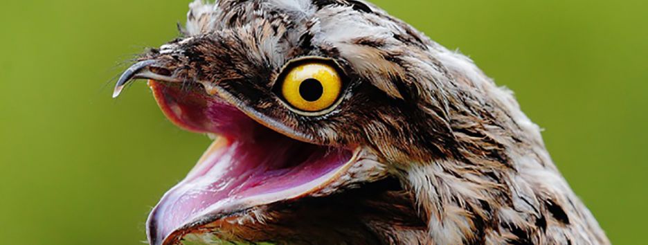 Тест: 10 фактов из мира природы, о которых вы вряд ли знаете