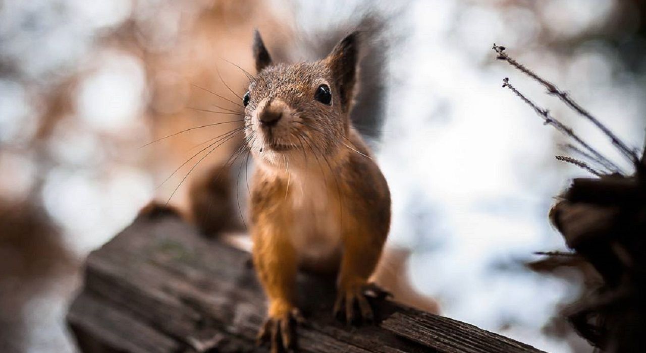 Лучшие фото диких животных в зимнем лесу Финляндии