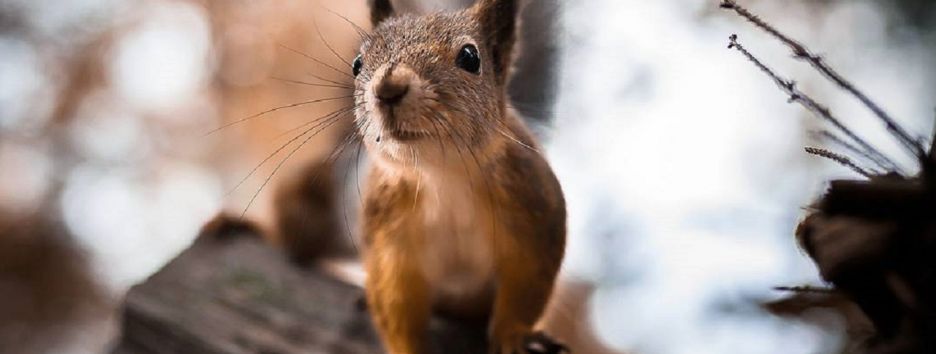 Лучшие фото диких животных в зимнем лесу Финляндии